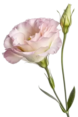 Imagen PNG para descargar